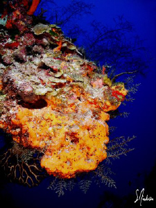 The color is incredible and water so clear.This is a norm... by Steven Anderson 
